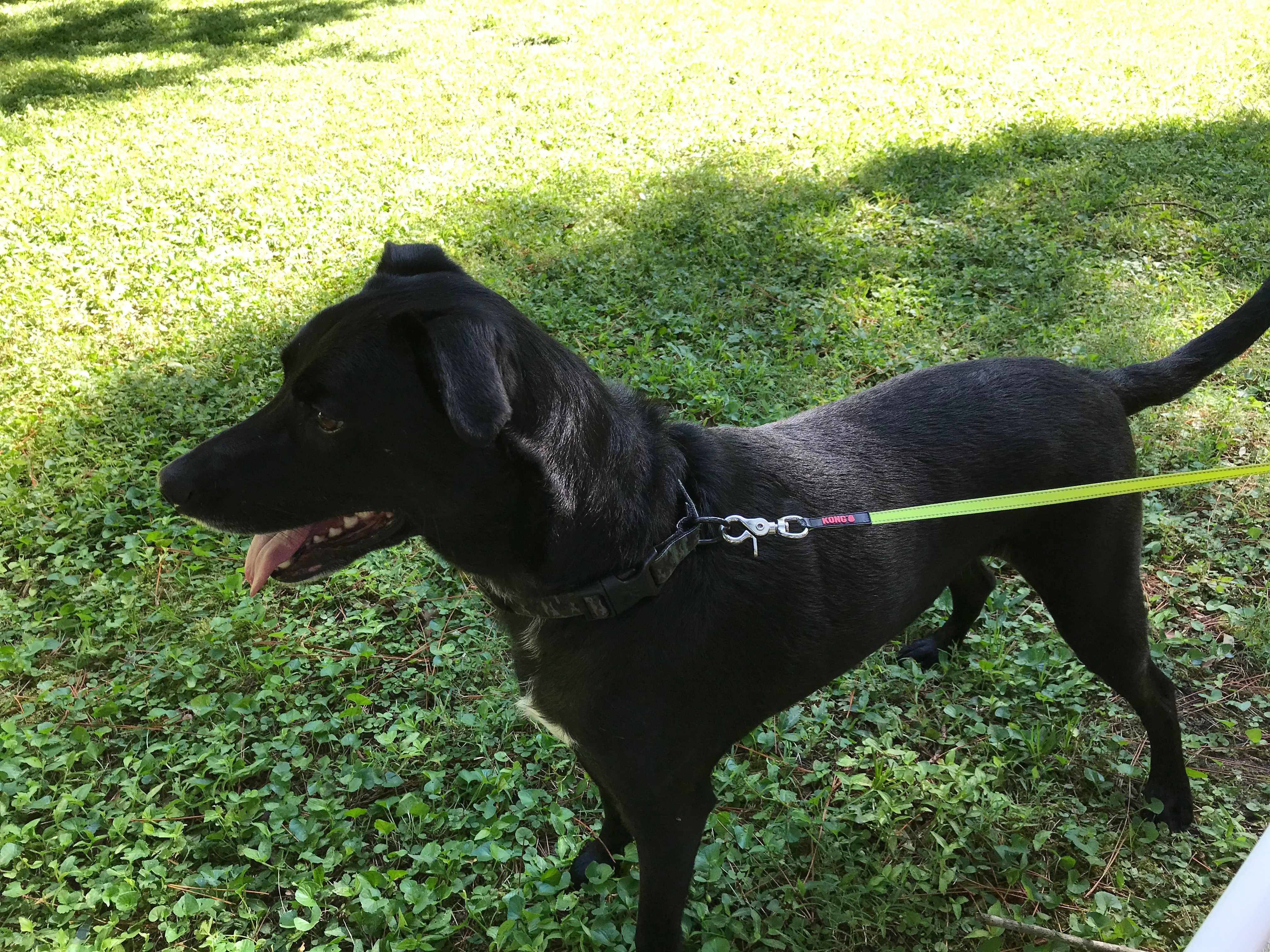 adoptable Dog in Powder Springs,GA named Rocky