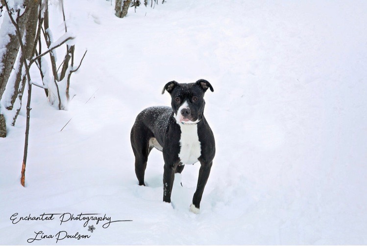 adoptable Dog in The Lakes,NV named Paisley 