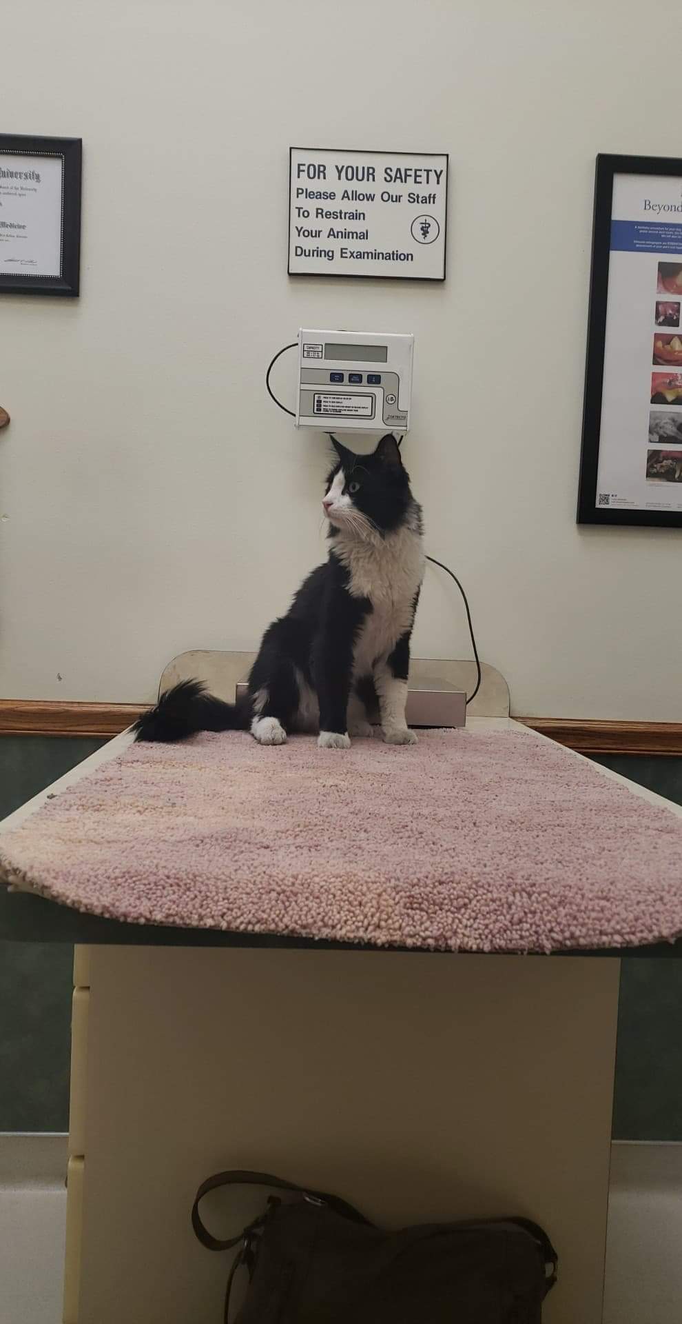 adoptable Cat in Pocatello,ID named Figaro