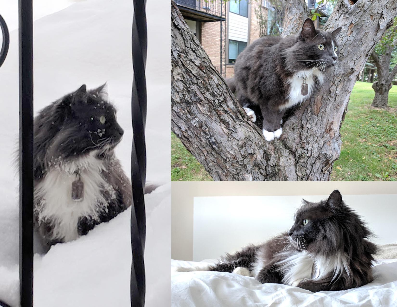 adoptable Cat in Minneapolis,MN named Biggie