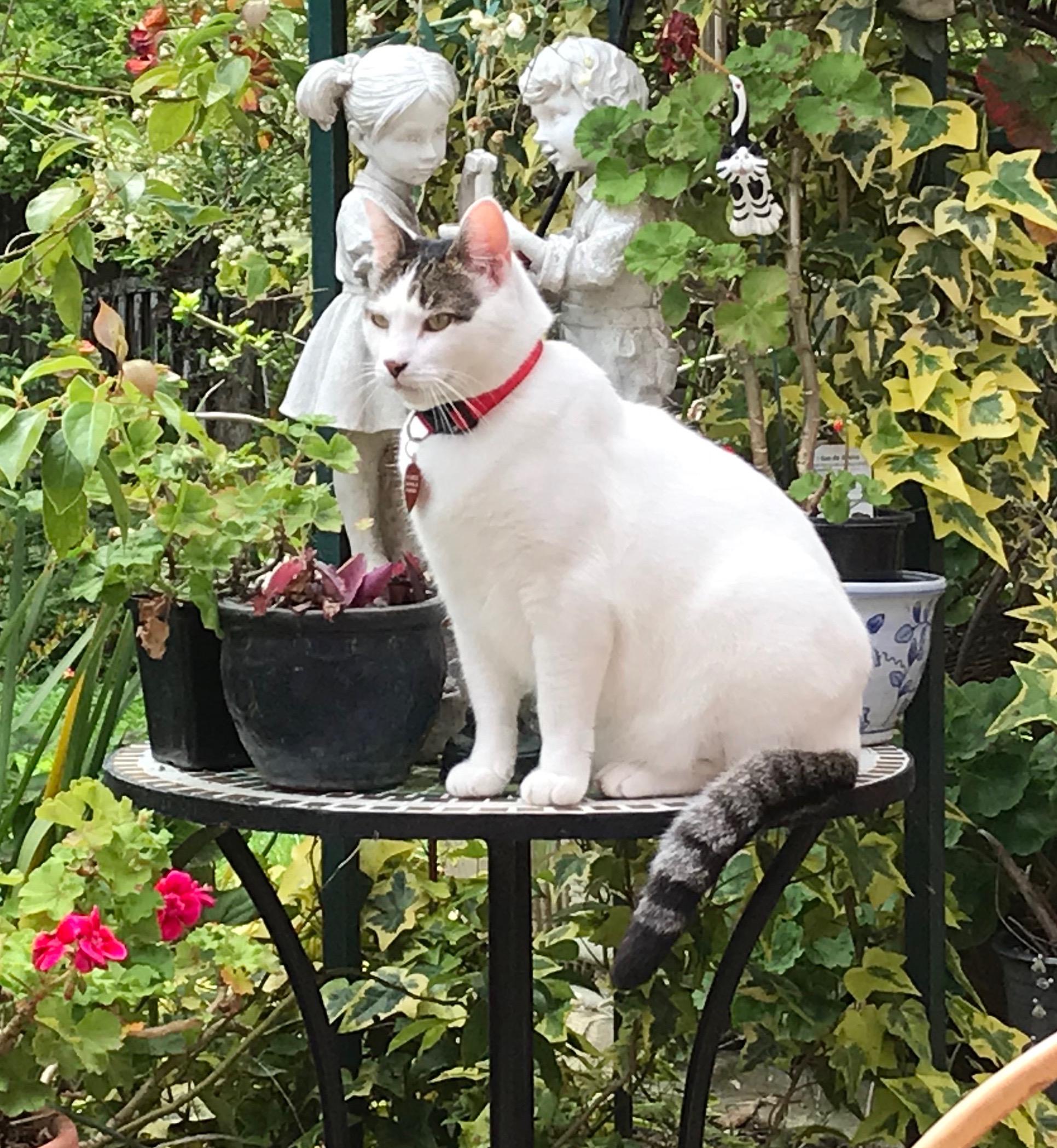 adoptable Cat in Carmichael,CA named Cisco