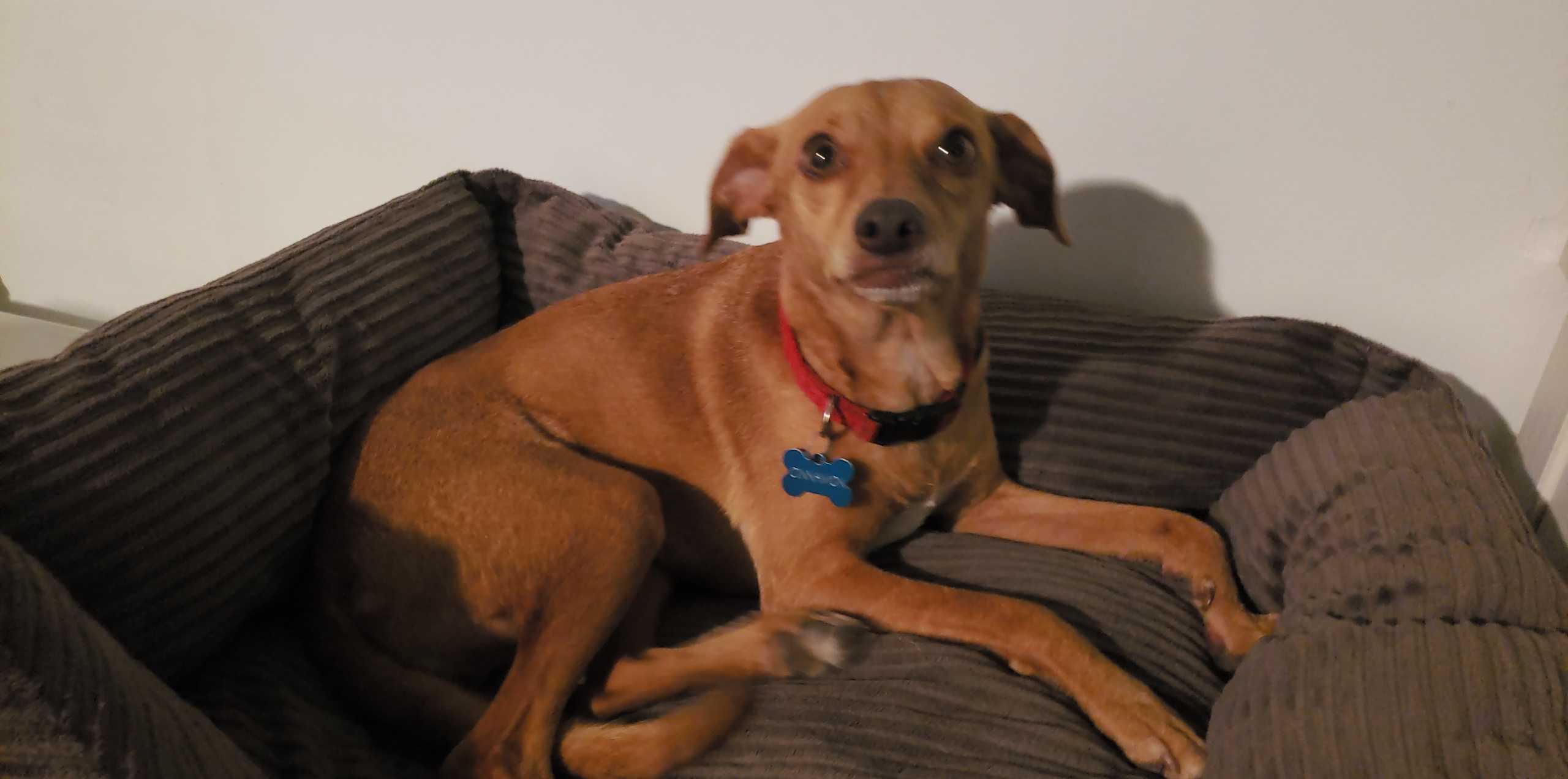 adoptable Dog in Miami Beach,FL named Cinnamon