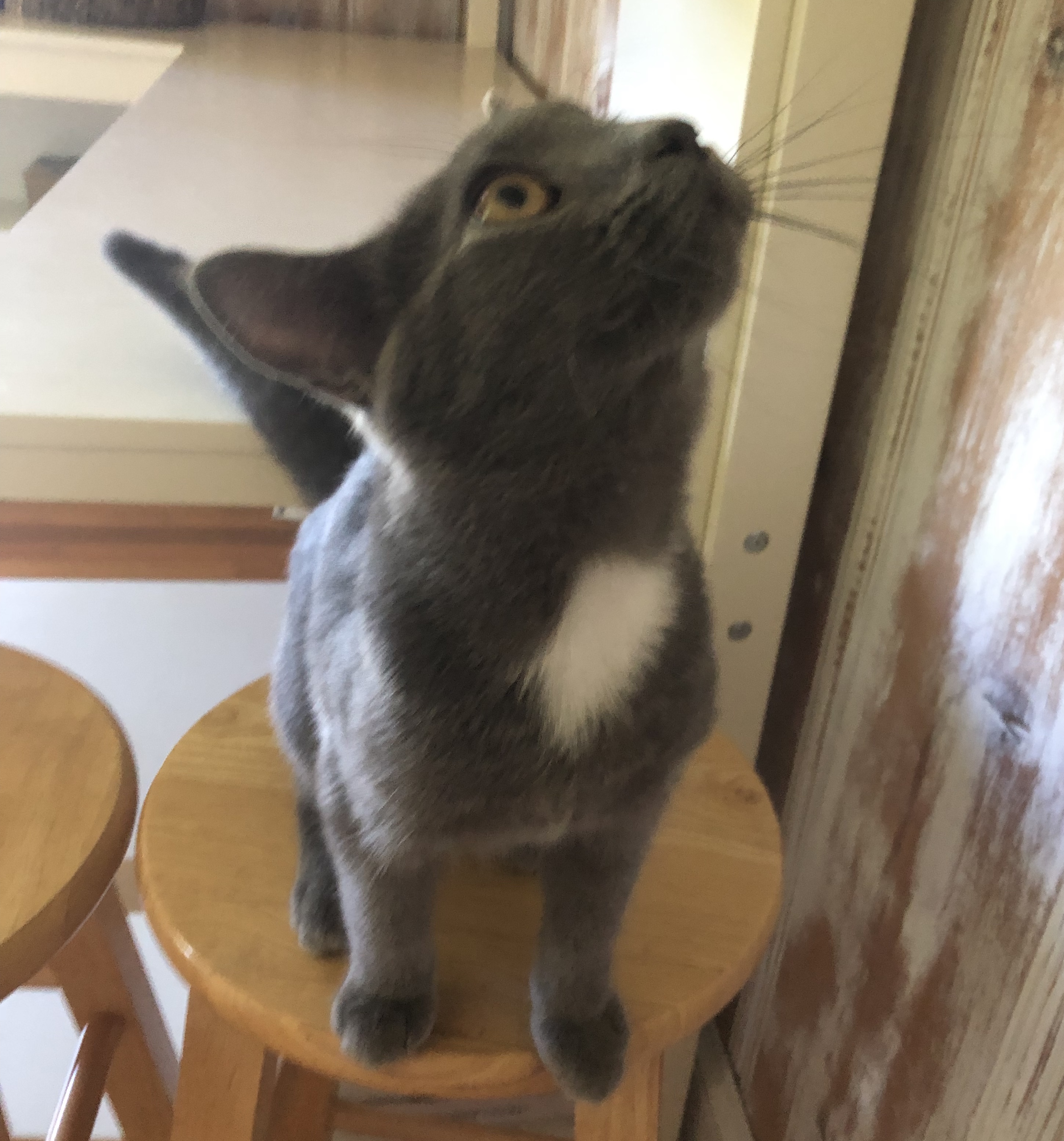 adoptable Cat in Aberdeen,NC named jasper