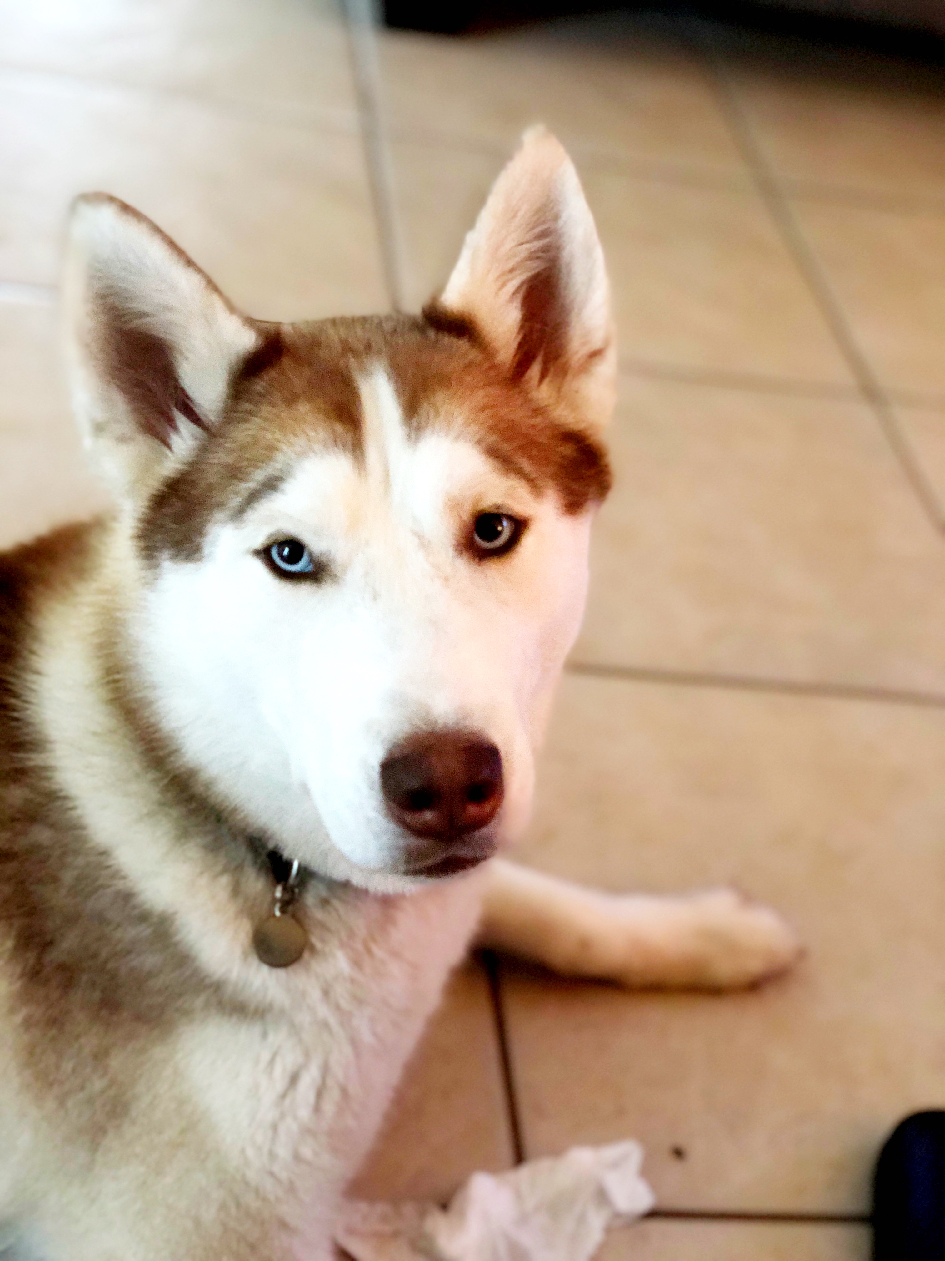 adoptable Dog in Orlando,FL named Luna