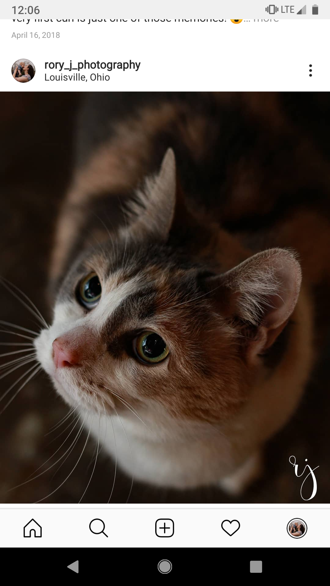 adoptable Cat in Louisville,OH named BeBop