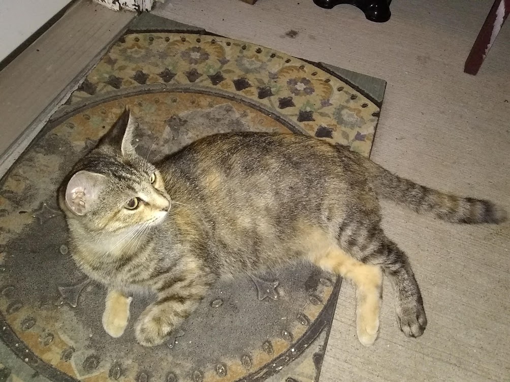 adoptable Cat in Kansas City,KS named none (stray)