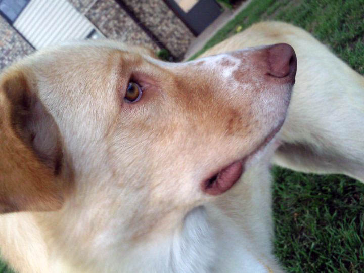 adoptable Dog in Norman,OK named Sootaa