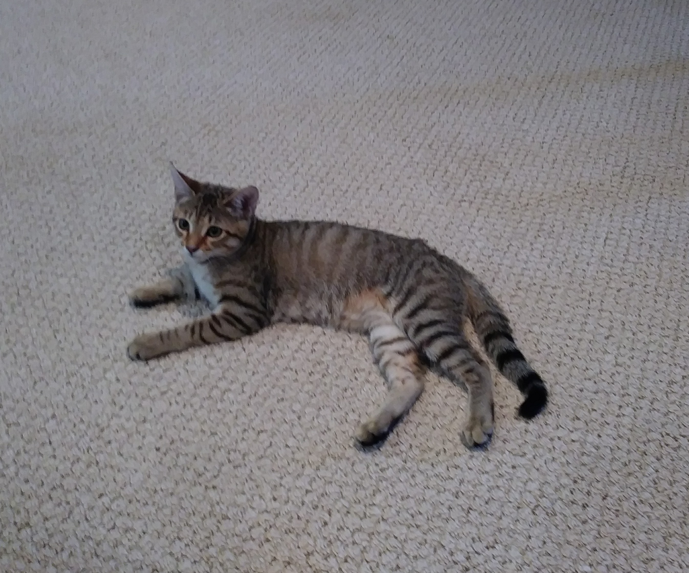 adoptable Cat in Loganville,GA named Artemis