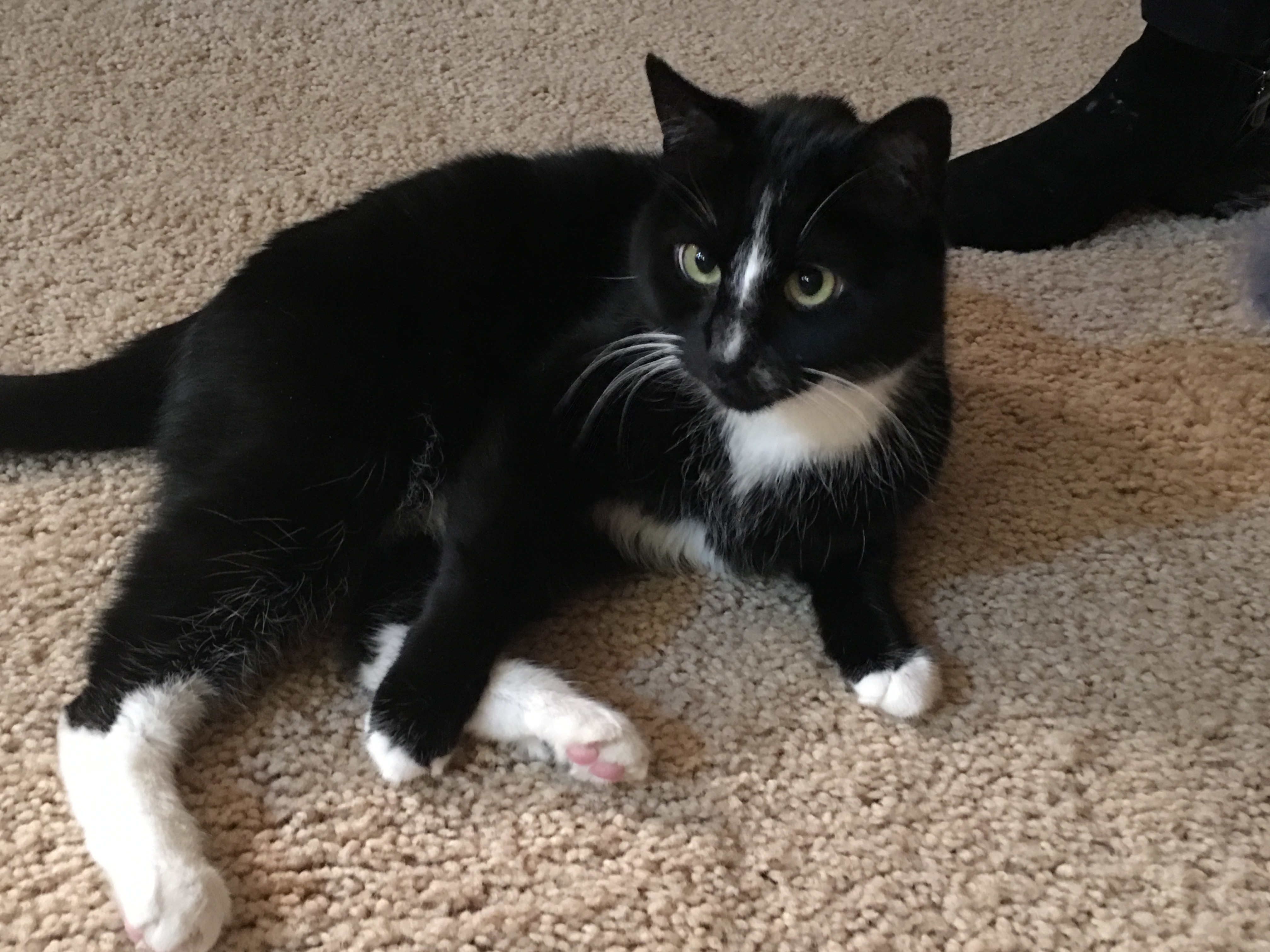 adoptable Cat in Denver,CO named Nitro