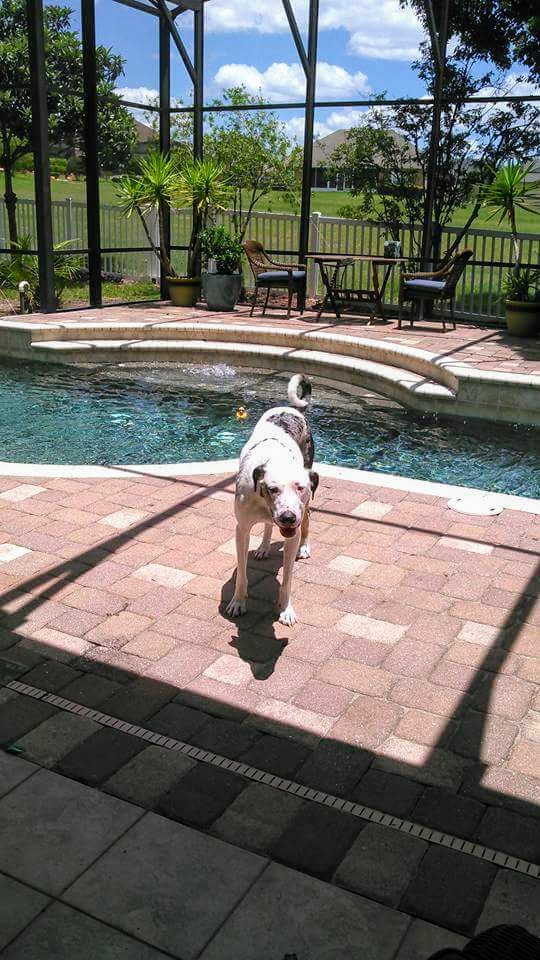 adoptable Dog in Sorrento,FL named Beaux