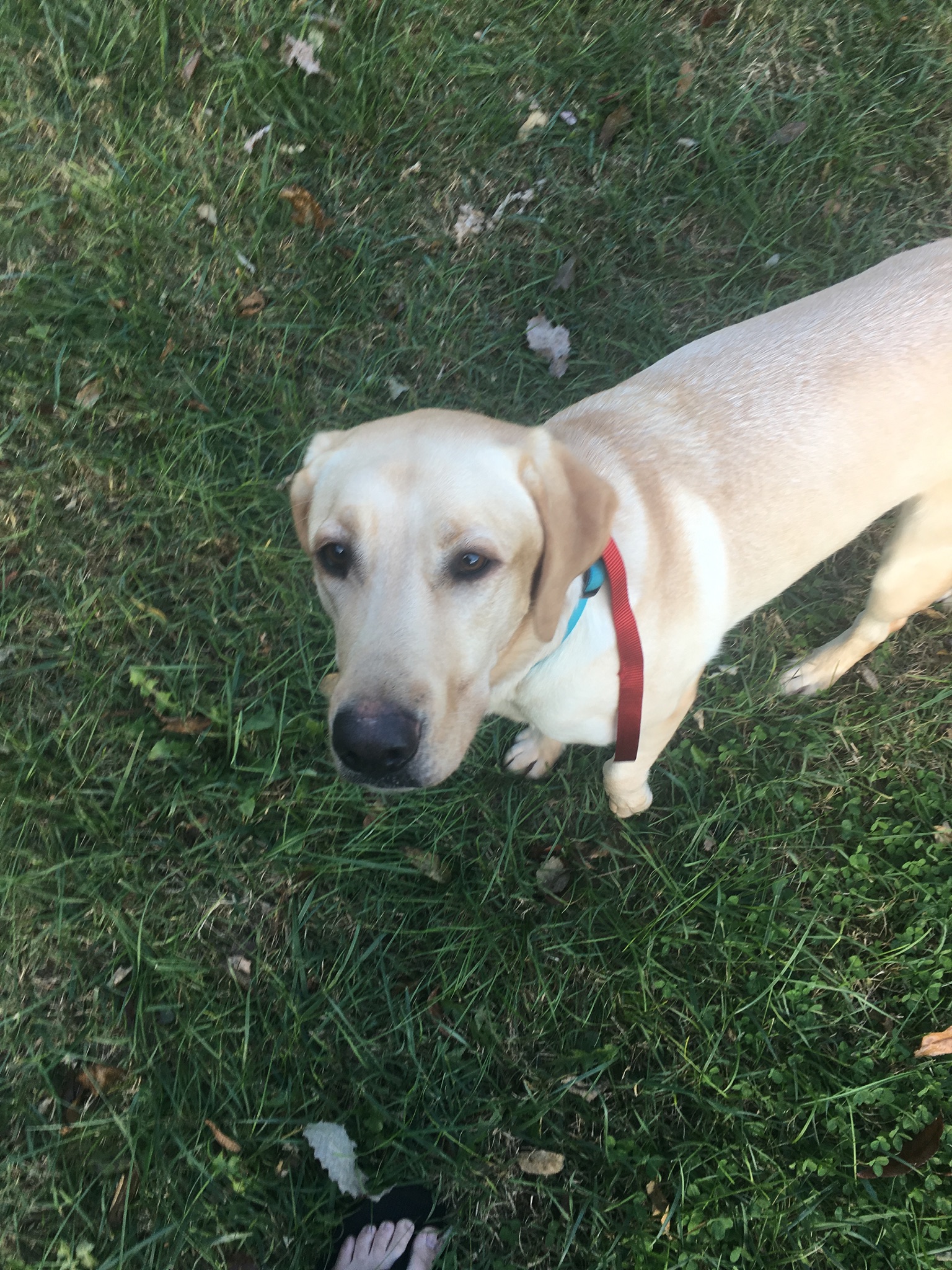 Dog adoption in Scotch Plains, NJ 07076: Labrador ...