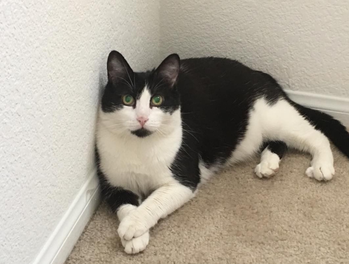 adoptable Cat in Las Vegas,NV named Oreo