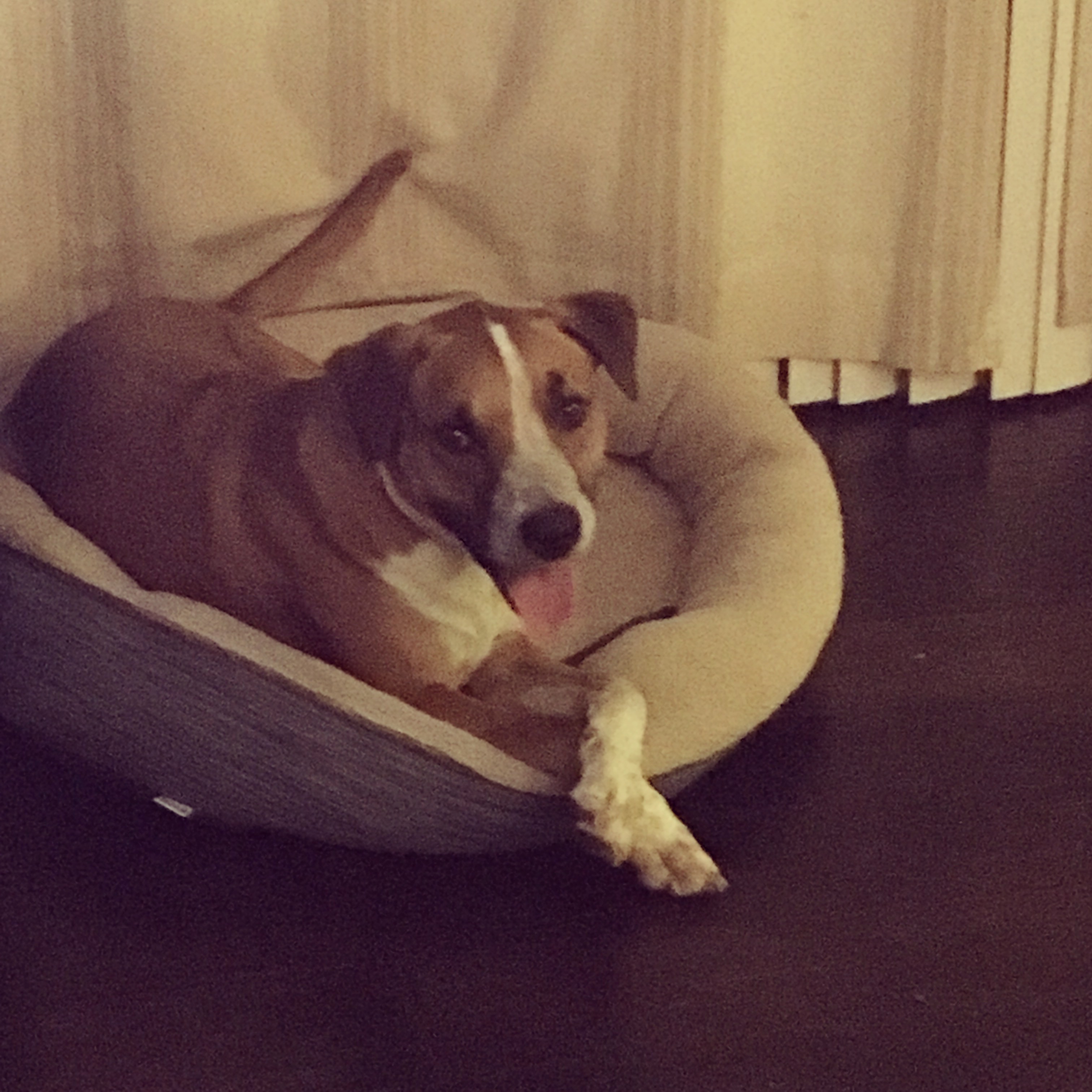 adoptable Dog in Phoenix,AZ named Beau