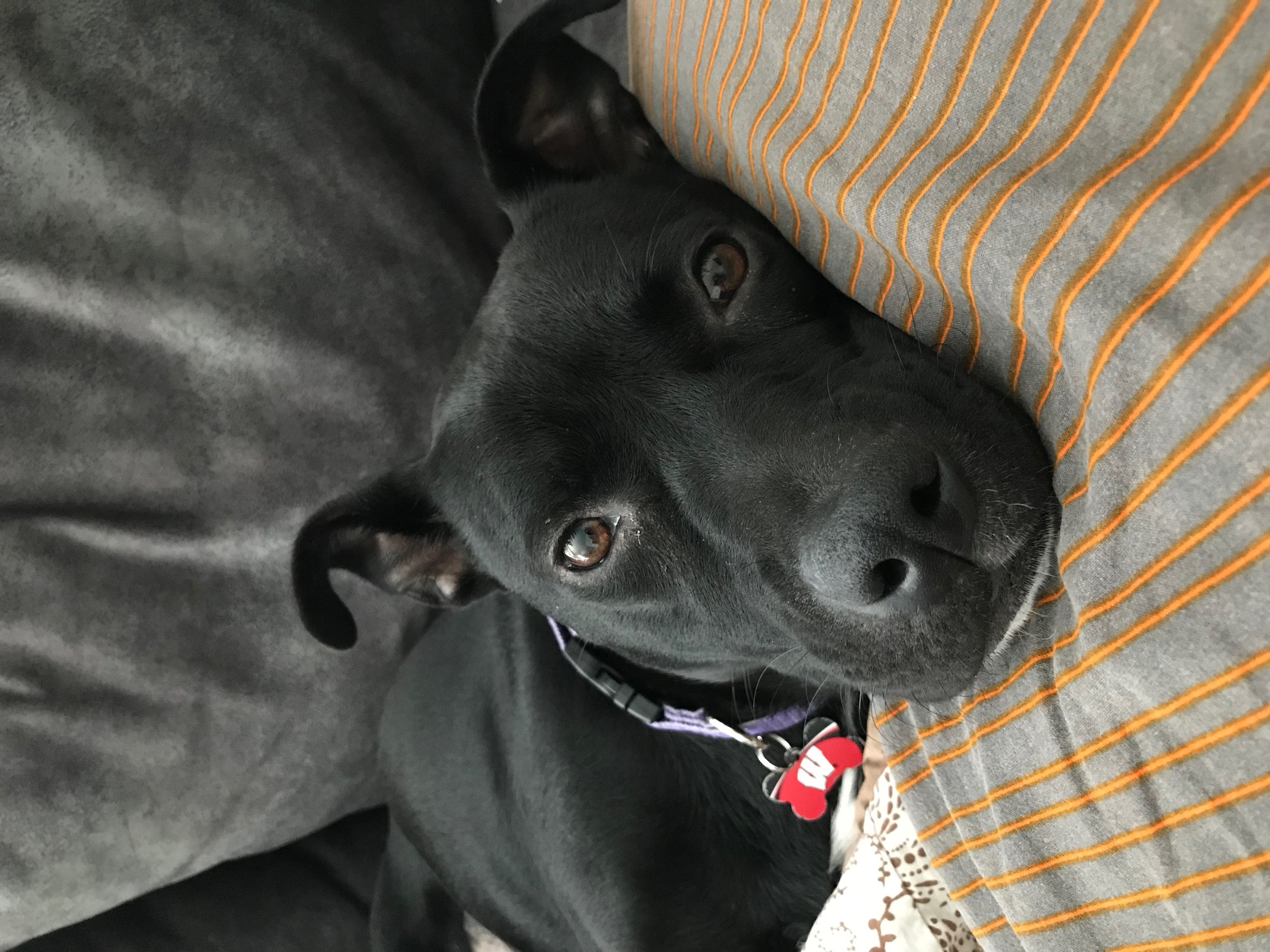 adoptable Dog in Madison,WI named Belle