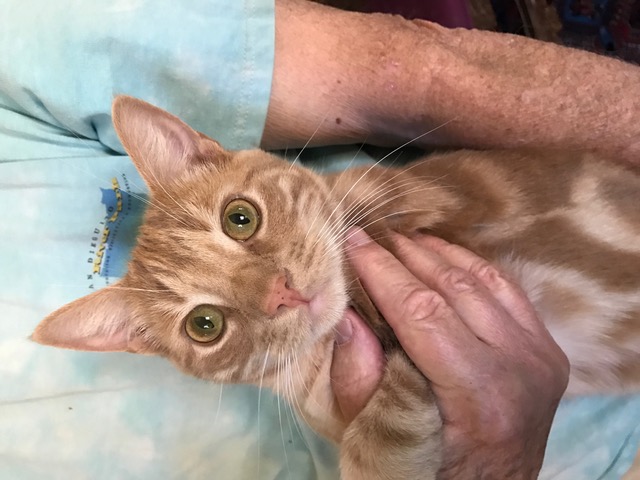adoptable Cat in Hollister,CA named Hank 2