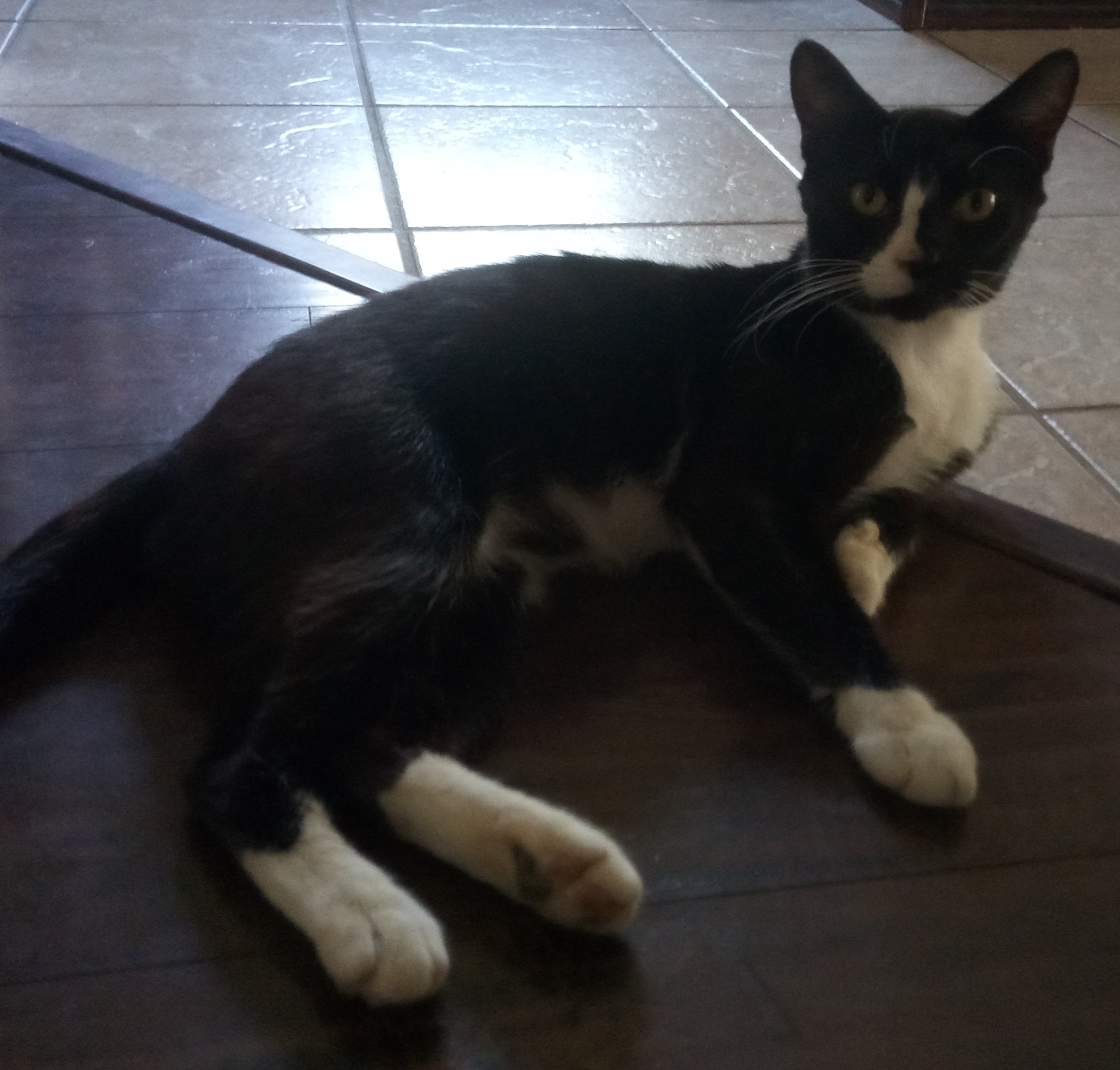 adoptable Cat in Orlando,FL named Sylvester