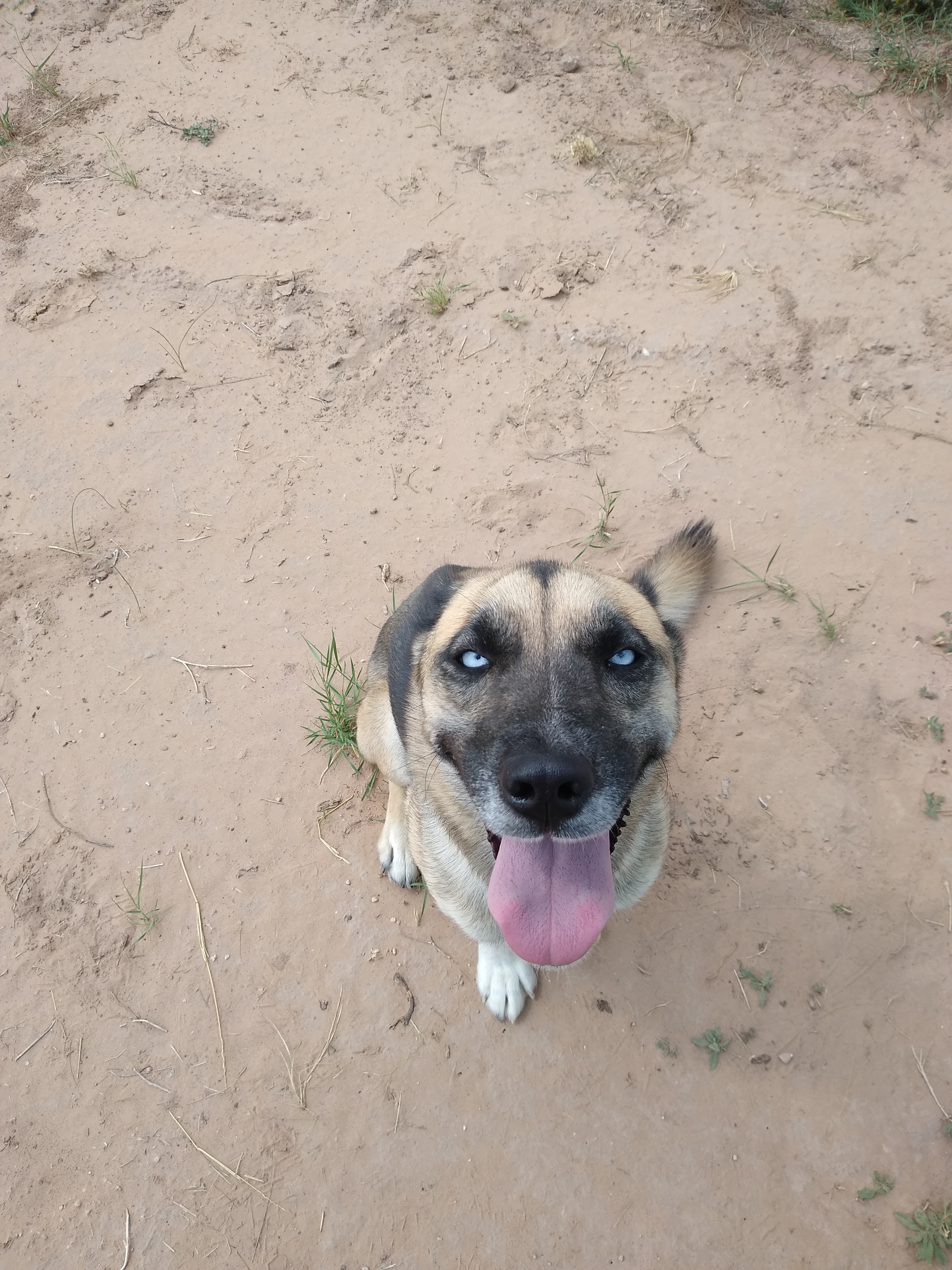 adoptable Dog in Iraan,TX named Azula