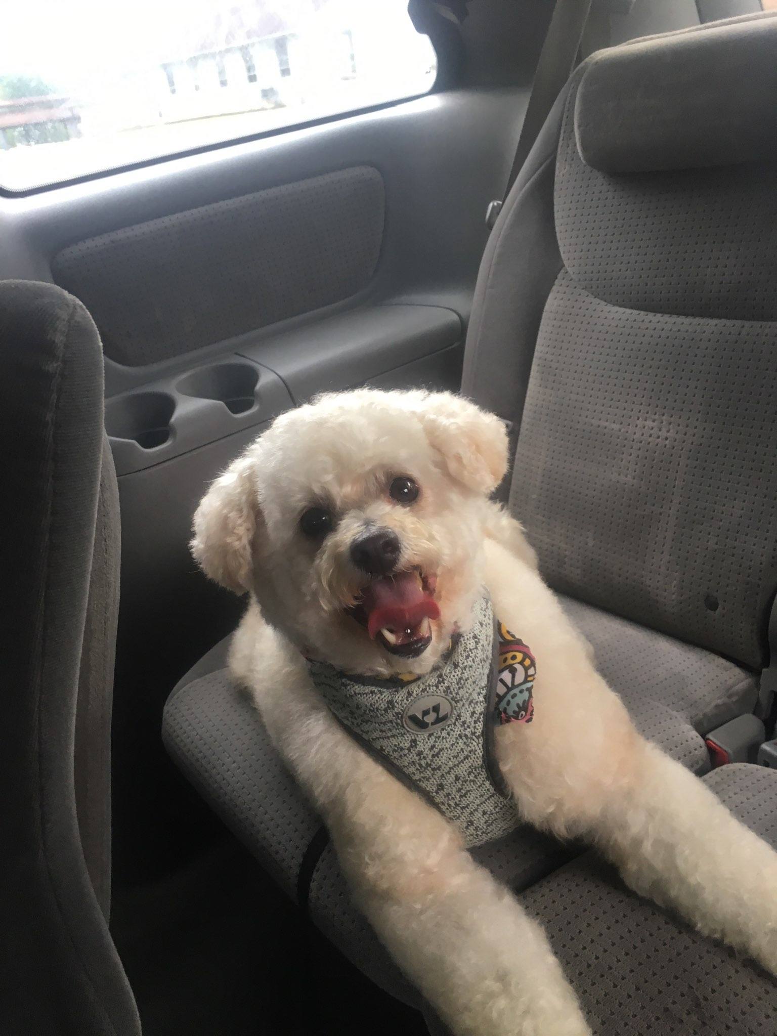 adoptable Dog in Raphine,VA named Ginny