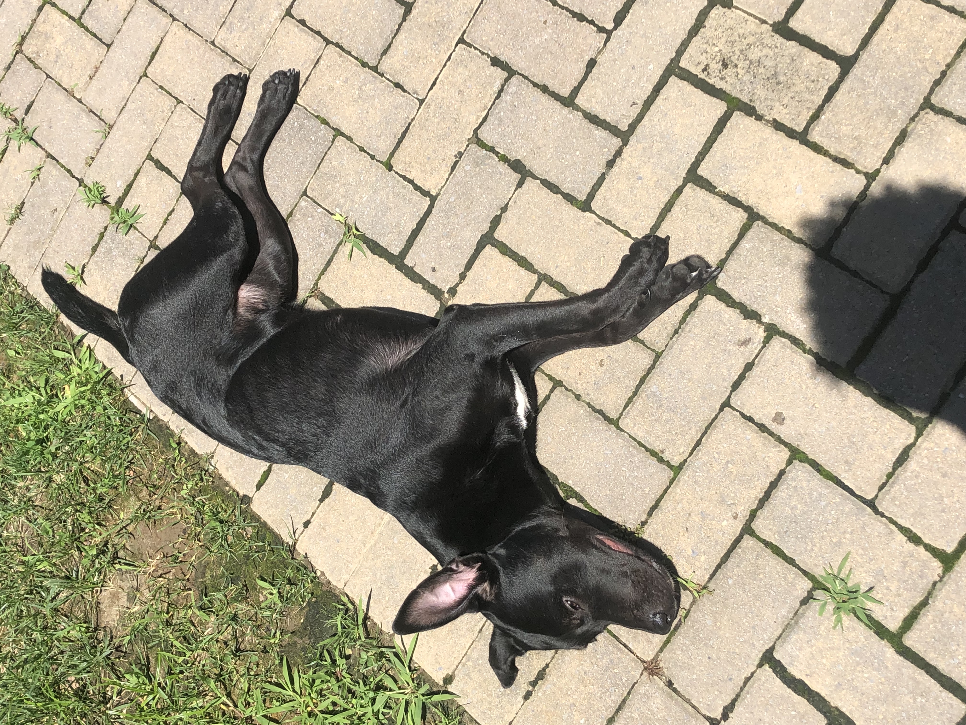adoptable Dog in Fort Washington,MD named Sammy