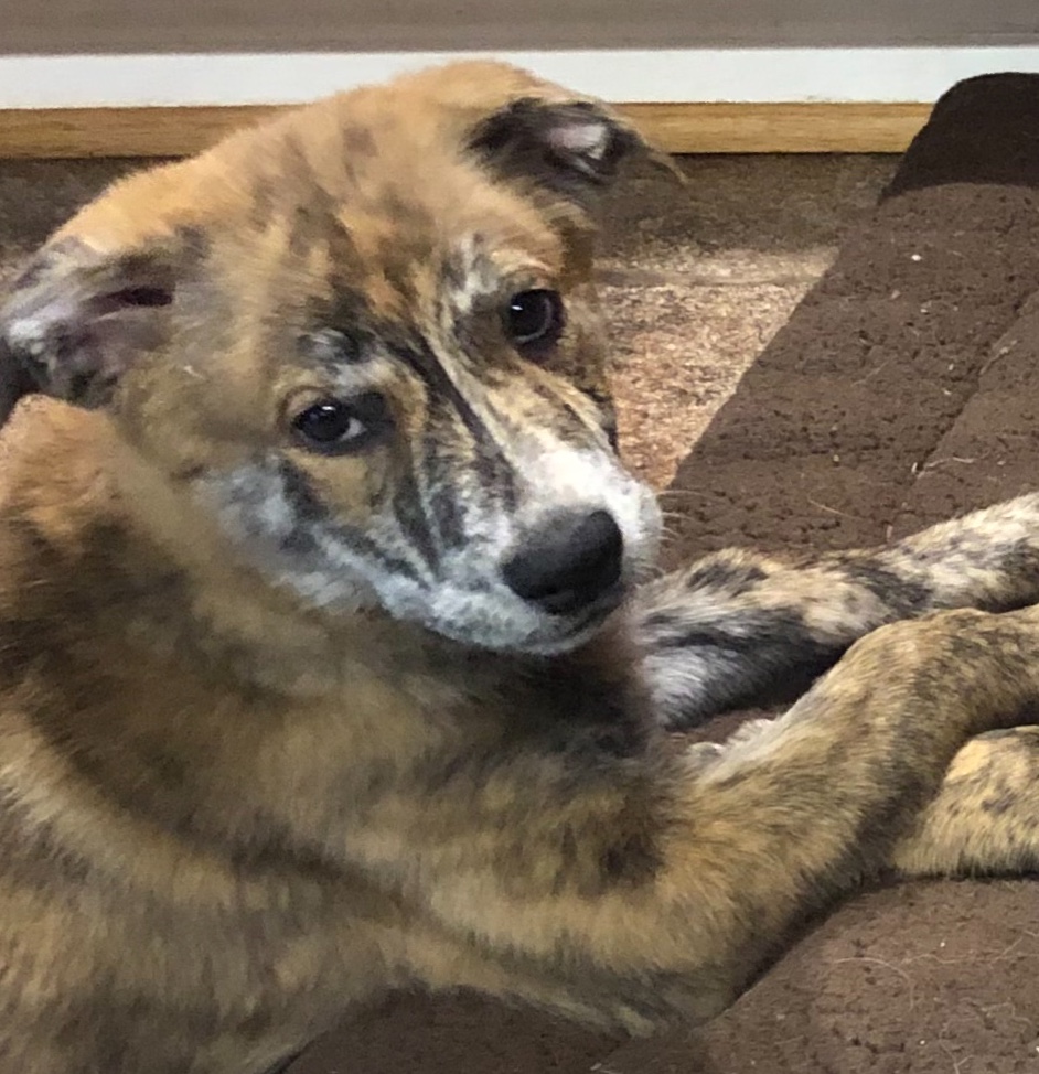 adoptable Dog in League City,TX named Gina