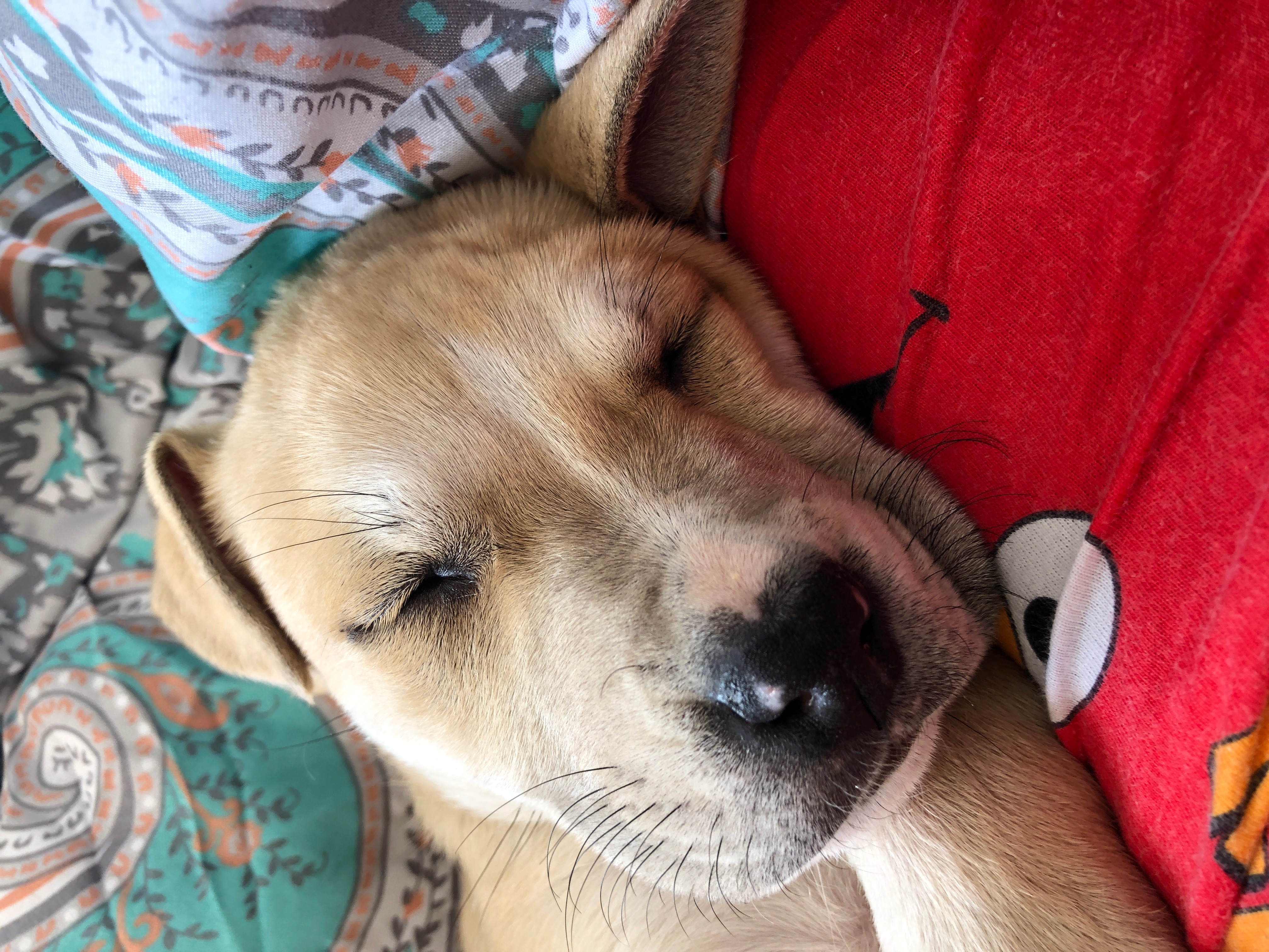 adoptable Dog in Tallahassee,FL named November 