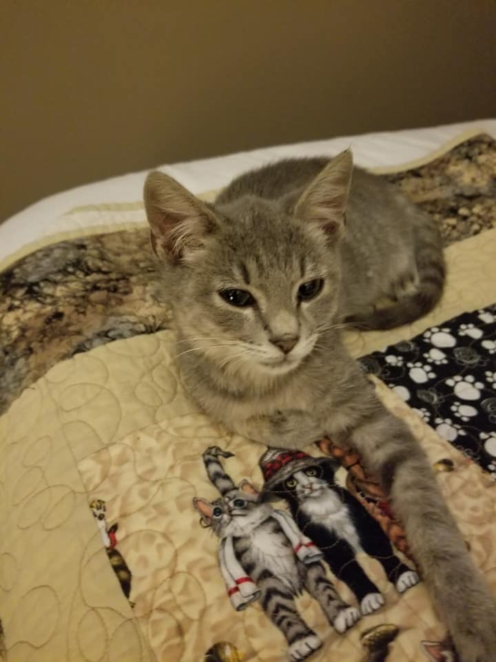 adoptable Cat in Wendell,NC named Gray