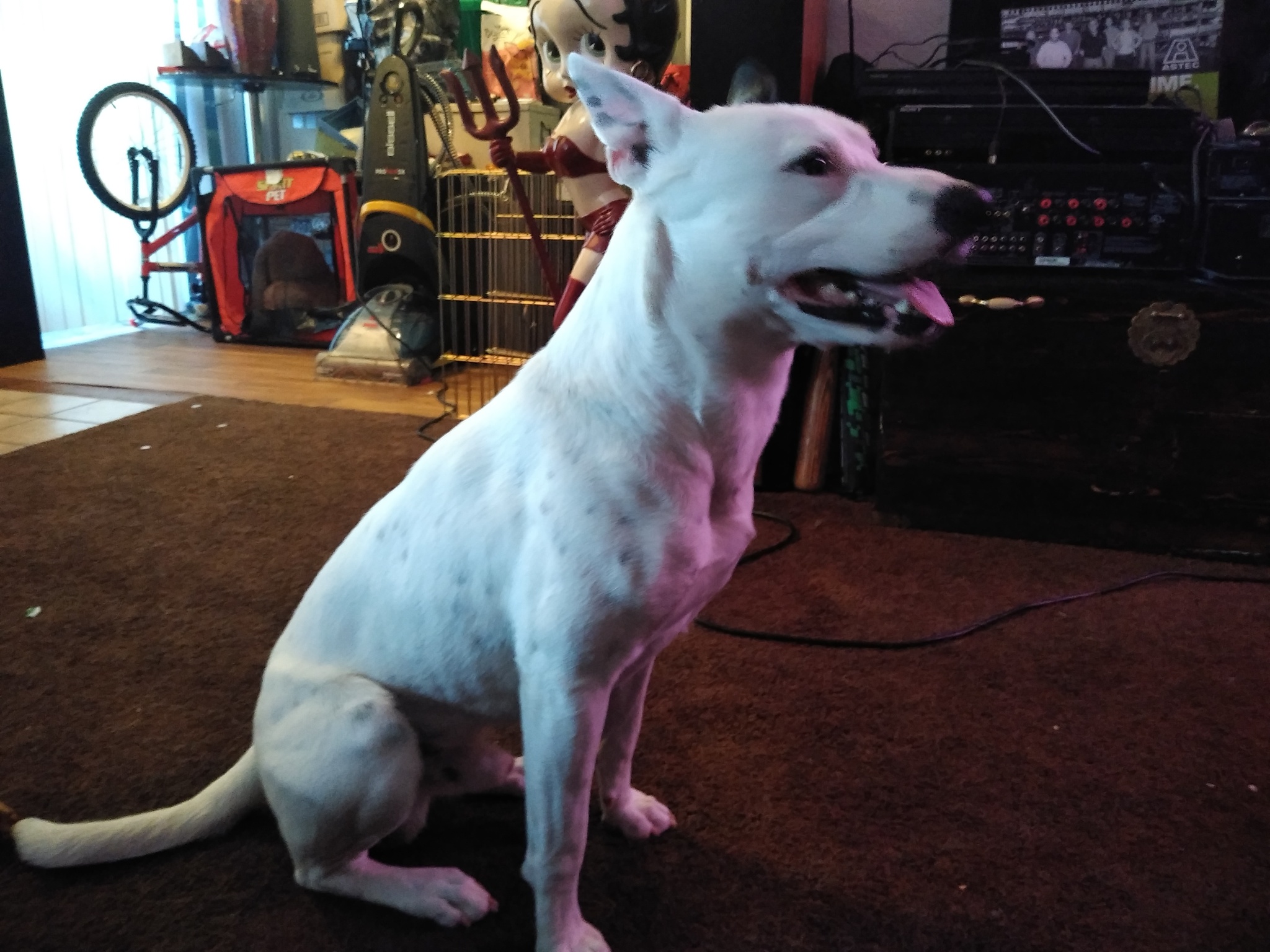 adoptable Dog in Phoenix,AZ named Jello njoey and pearl