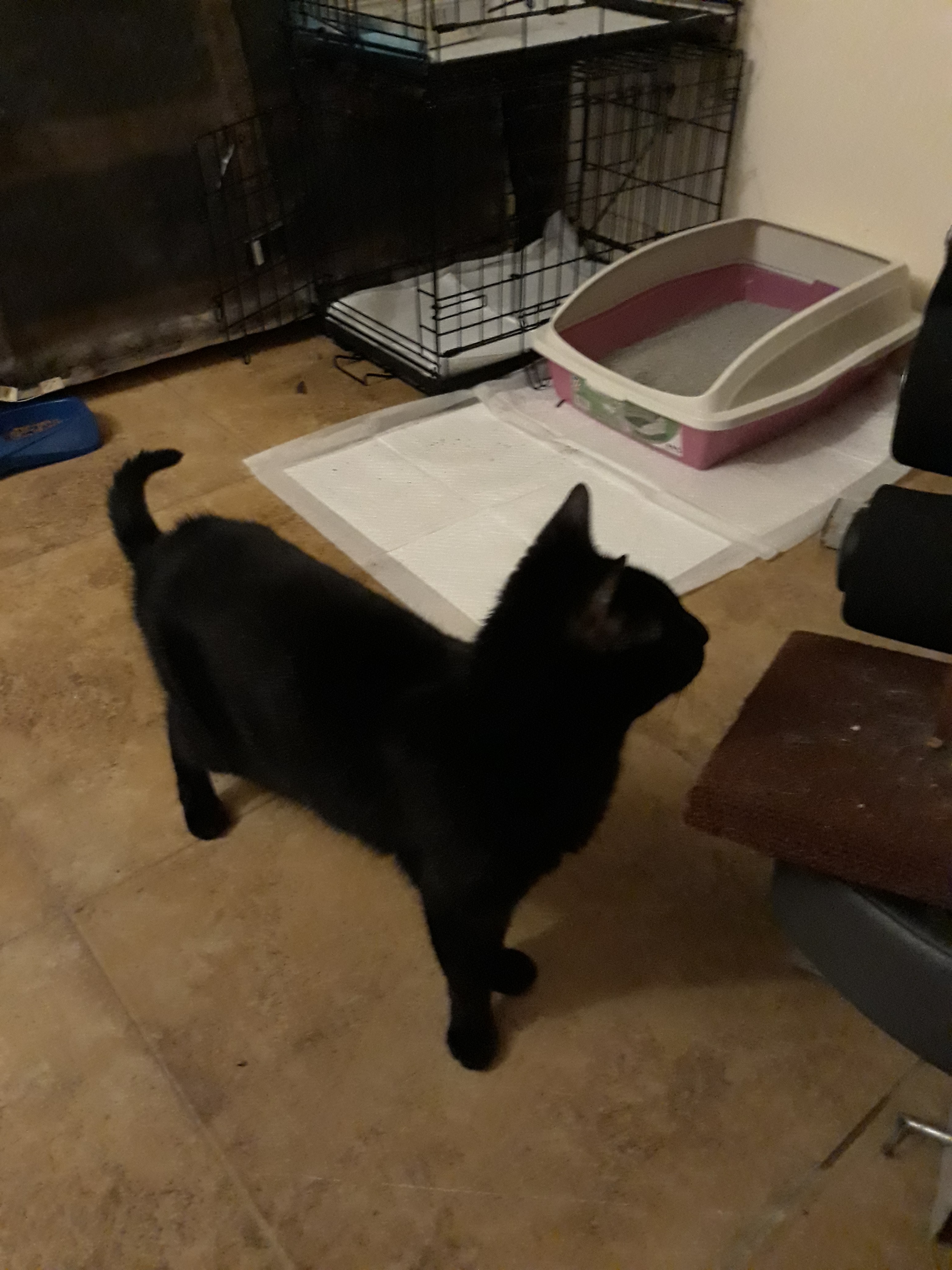 adoptable Cat in Homestead,FL named Cokey(w) and midnight(B)