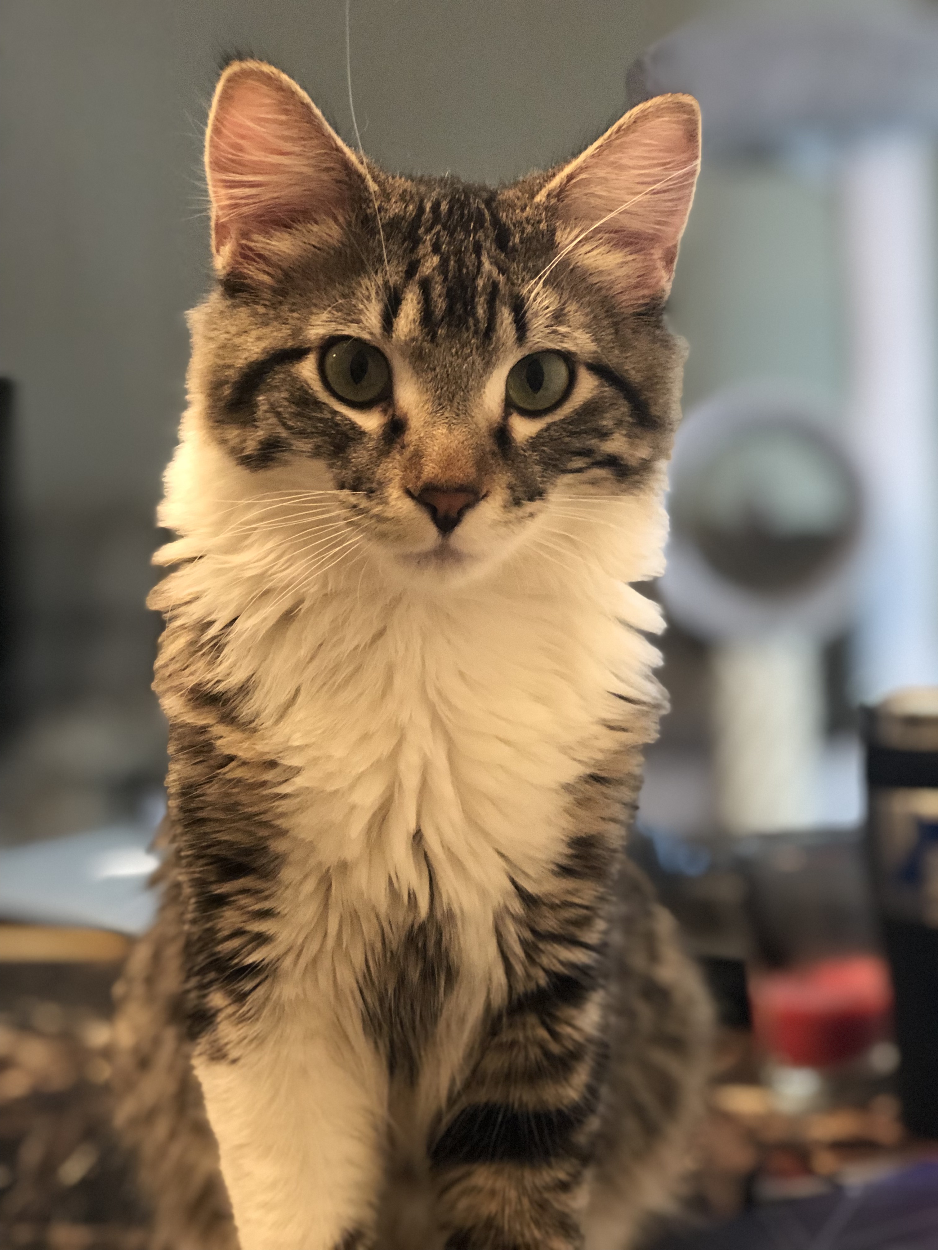 adoptable Cat in Saint Paul,MN named Thor