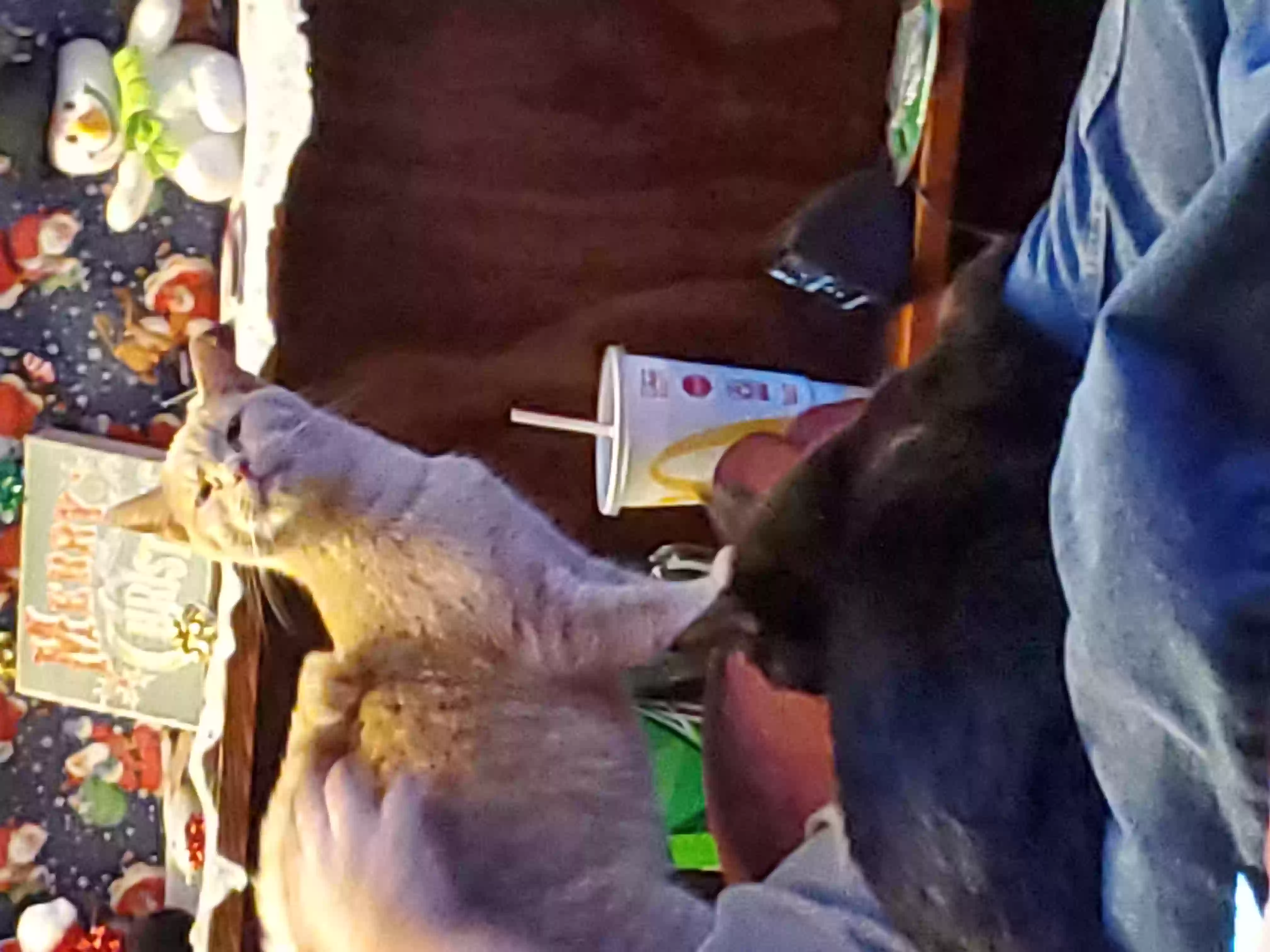 adoptable Cat in Racine,OH named Cubano