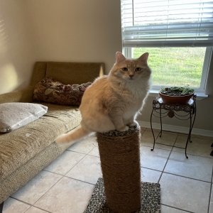 adoptable Cat in Foley, AL named Felix