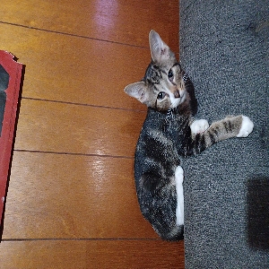 adoptable Cat in Saint Joseph, MO named Inigo