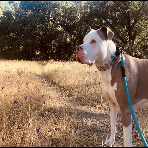 adoptable Dog in Grass Valley, CA named Pork Chop