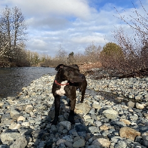 adoptable Dog in Ellensburg, WA named August “Augie”