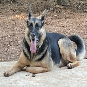 adoptable Dog in Dallas, GA named Loki