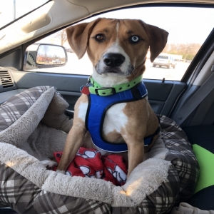 adoptable Dog in Baytown, TX named Baloo