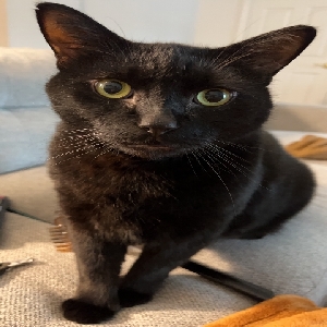 adoptable Cat in Yorktown, VA named Clyde