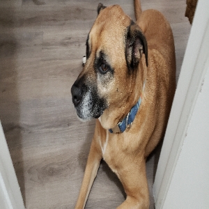 adoptable Dog in Downey, ID named Duke Nukem