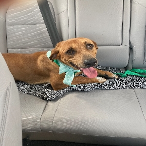 adoptable Dog in Breaux Bridge, LA named Unknown