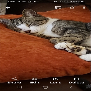 adoptable Cat in Ooltewah, TN named Dexter