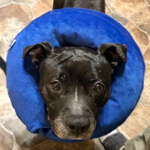 adoptable Dog in Prosperity, SC named Piglet
