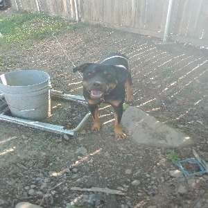 adoptable Dog in Hot Springs National Park, AR named Hatter