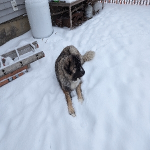 adoptable Dog in Alburgh, VT named Thor