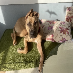adoptable Dog in Cummington, MA named Cupid