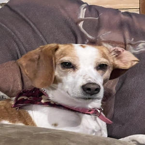 adoptable Dog in Gonzales, LA named Ginger