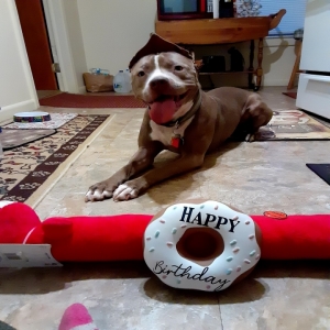 adoptable Dog in Tucson, AZ named Shiloh
