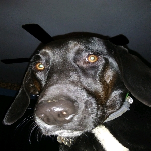 adoptable Dog in Mount Jackson, VA named Eloise