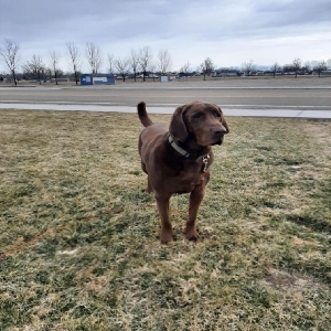 adoptable Dog in Middleton, ID named Boone