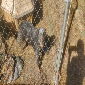 /images/pets/original/2104712_35723_20240224_142028.webp