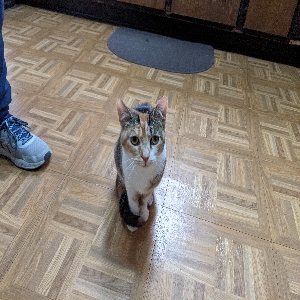 adoptable Cat in Fostoria, OH named Popcorn and Kernel